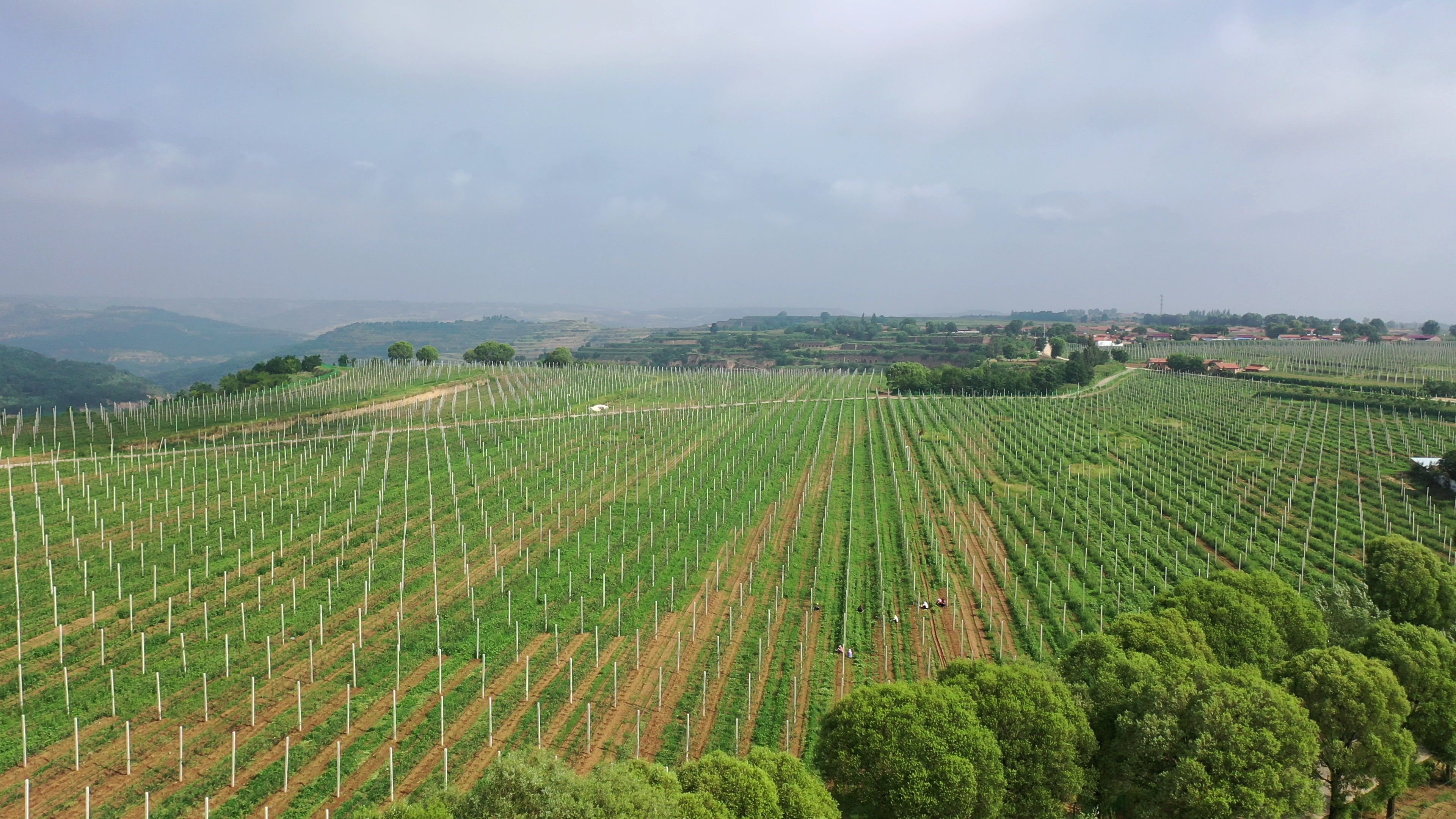 崇信縣黃寨鎮(zhèn)矮化密植蘋果園示范基地(1).png 崇信縣黃寨鎮(zhèn)矮化密植蘋果園示范基地(1).png
